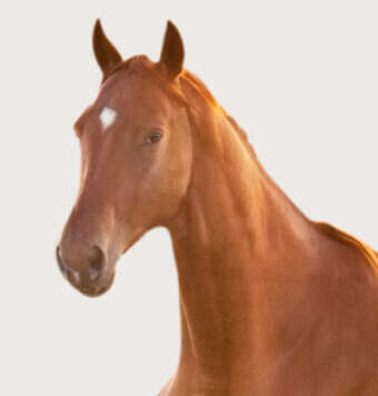 hoeveler kachel jungpferd pferdefutter